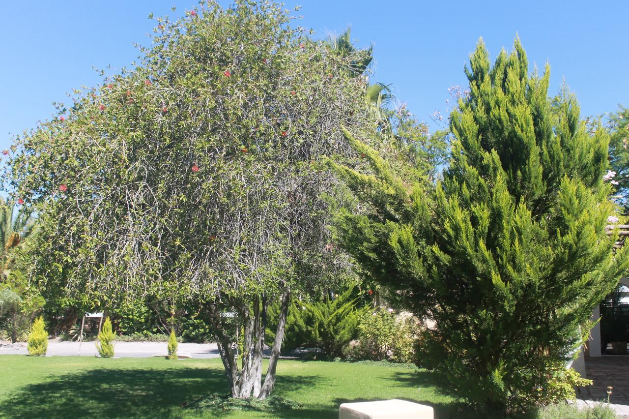 Garden Corner Guesthouse Beaufort West Extérieur photo